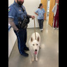 Found dog on Scott Rd cdv_photo_1666874953.jpg