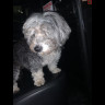 Found dog d57b3b23-4e81-4384-8cdc-d62eb9ce4ad5.jpeg