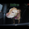 dogcrimewatch.jpg