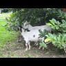 Found goats img_4442.jpeg