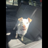 Found Dog img_9781.jpeg