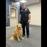Found dog **Returned Home** cdv_photo_1776041302.jpg
