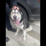 Cancel - Found Dog img_4177.jpg