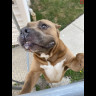 Found Dog img_3815.jpg