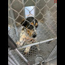 Up for Adoption Black and White.jpg