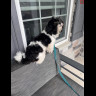 UPDATE: Found Shih Tzu st2.jpg