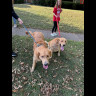 dogs.jpg