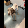 Found Dog - Short Haired Pointer - 11/12/2025 cdv_photo_1762976335.jpg