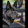 K9 Ares Falls Ill Months Before Retirement Ares10.jpg