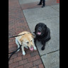 dogs.jpg