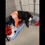 MCSO Animal Cruelty 25-11856 - 1