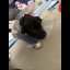 Mesa County Sheriff's Office Animal Cruelty 25-11856 - 2