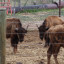 ANIMAL_NEGLECT_006.jpg