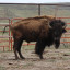 ANIMAL_NEGLECT_008.jpg