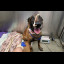 bowie_at_vet.png