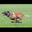 bowie_running.png