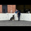 k9_demo_tech_school_2.jpg