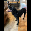 dog_4.jpg