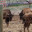 ANIMAL_NEGLECT_006.jpg