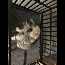 Image for Found Dog