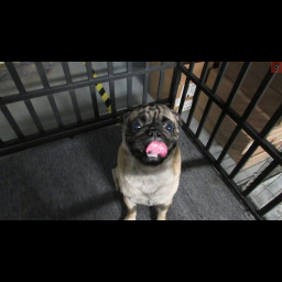 Image for FOUND PUG 300 BLK LOCUST STREET