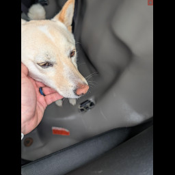 Image for Found Dog - 500 Block North Chestnut Street Palmyra Borough