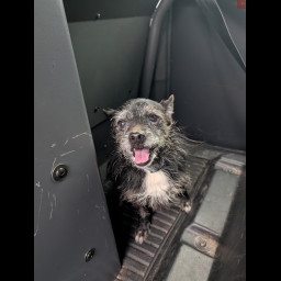 Image for Found Dog