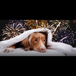 Image for **INDEPENDENCE DAY PET SAFETY**
