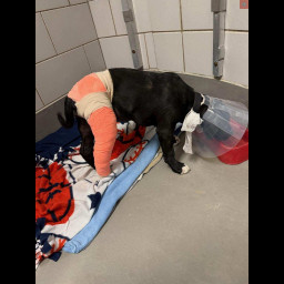 Avelea is a black lab mix puppy. She has a bright orange cast on her back right leg and a cone on her head.