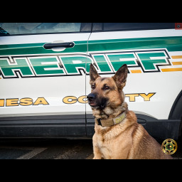 K9 Deni is a tan shepherd mix sitting in front of a Mesa County Sheriff's Office patrol vehicle.