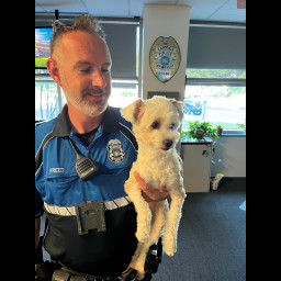 Image for FOUND DOG – HELP US REUNITE THIS GIRL WITH HER FAMILY