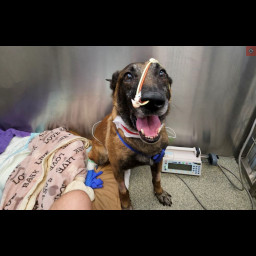 bowie_at_vet.png