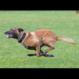 bowie_running.png