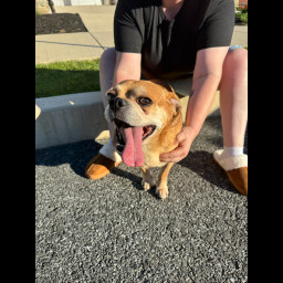 Image for Found dog