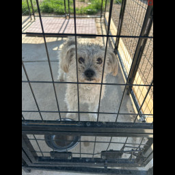 Image for Found dog