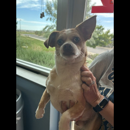 Image for Dog Returned Home