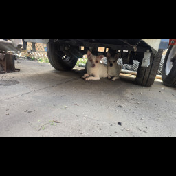 Image for Three dogs located!!!