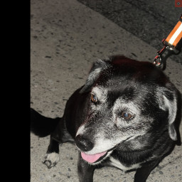 Image for UPDATED - OWNER LOCATED Found Dog in Upper Chichester Township