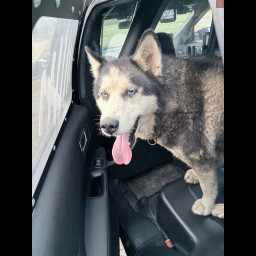 Image for FOUND DOG **** OWNER LOCATED ****