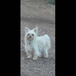 Image for Lost Dog