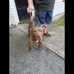 Image for FOUND DOG