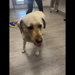 Image for UPDATE: OWNER LOCATED - Found Dog