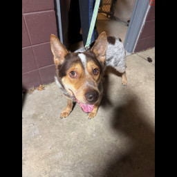 Image for FOUND DOG