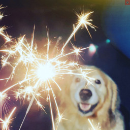 Image for Pets and Fireworks
