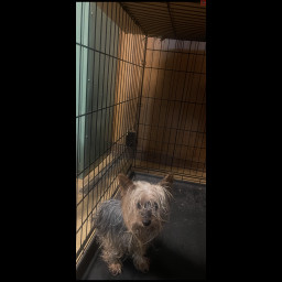 Image for Found dog