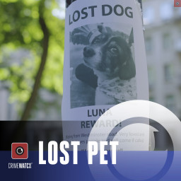 a-lost-pet.jpg