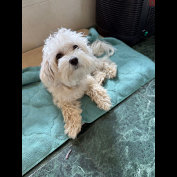 Image for PLEASE HELP THOR FIND HIS WAY HOME -UPDATE THOR HAS BEEN FOUND, THANK YOU ERIC