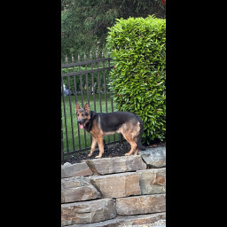 Image for Owner Located - Found German Shepherd