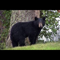 Image for BEAR SIGHTING