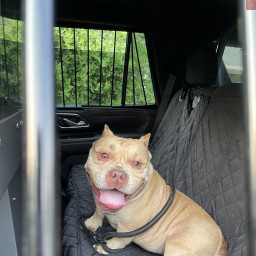 Image for *UPDATE* Found Dog - 200 Blk Q St